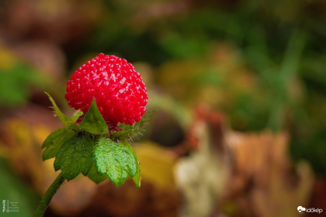 MÉRGEZŐ SZAMÓCA, NE EDD MEG!