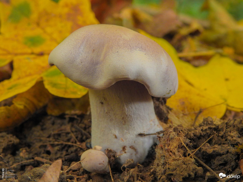 Szürkéslila pereszke