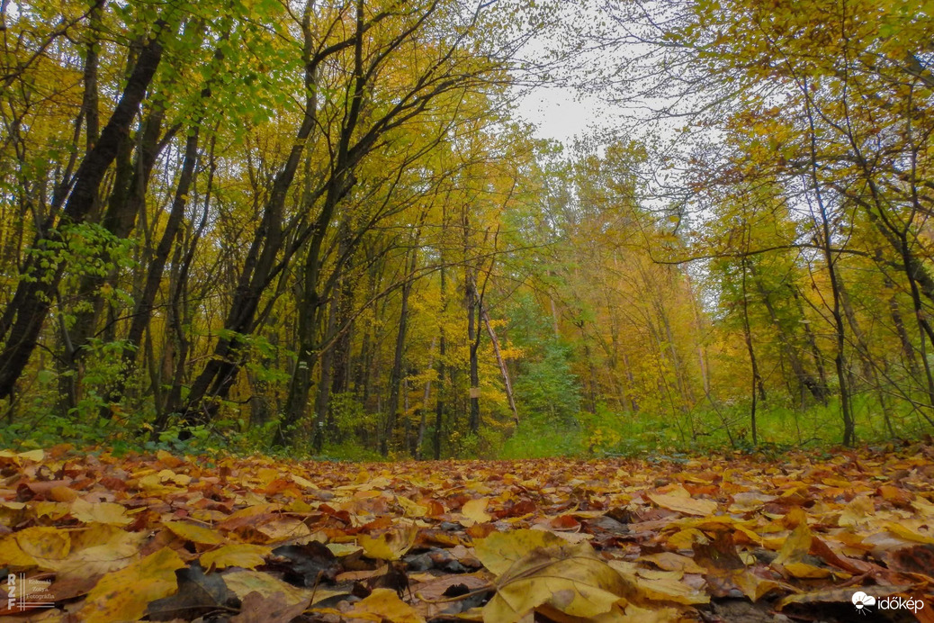 A szabadság színei a Bükkben