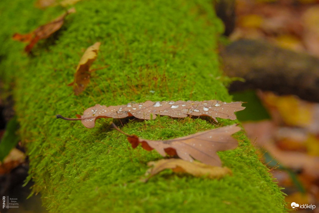 A szabadság színei a Bükkben