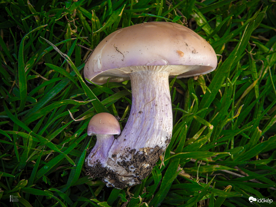 Lilatönkű pereszke 