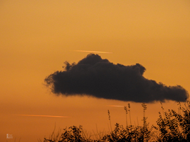 Halacska úszik a repülők tengerében 