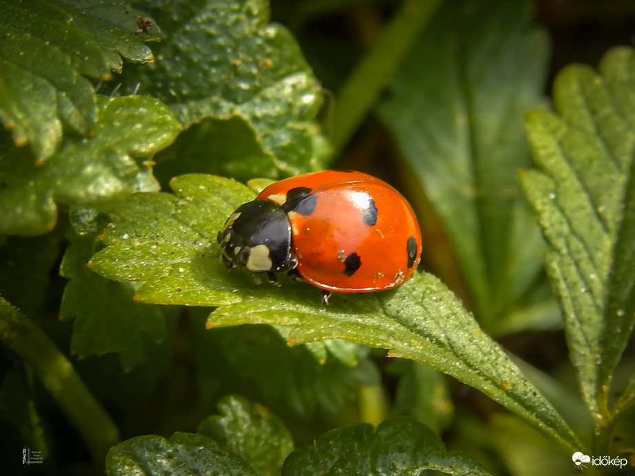Karácsony másnapján csend borult a tiszalöki holtágra