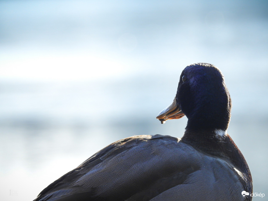 Karácsony másnapján csend borult a tiszalöki holtágra