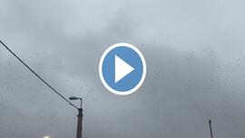 Varjak tömeges vonulása Nyíregyháza felett