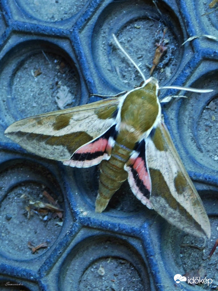 Hyles euphorbiae (kutyatejszender)