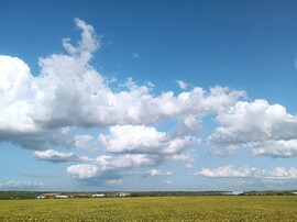 Gyöngyöshalász