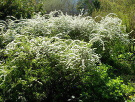 Budai Arborétum