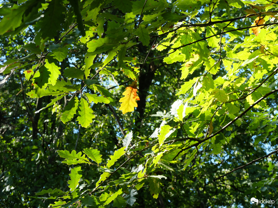 Zalai dombok és erdők