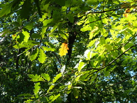 Zalai dombok és erdők