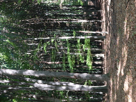 Zalai dombok és erdők