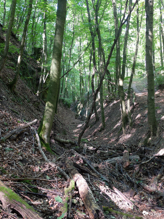 Zalai dombok és erdők