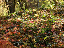 Vácrátót arborétum