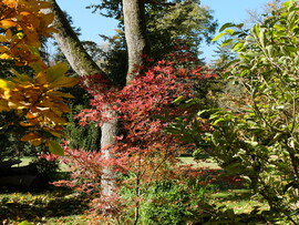 Vácrátót arborétum