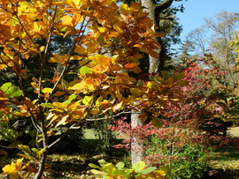 Vácrátót arborétum