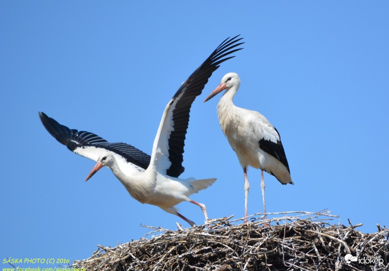 Gólyák Gyulakeszin