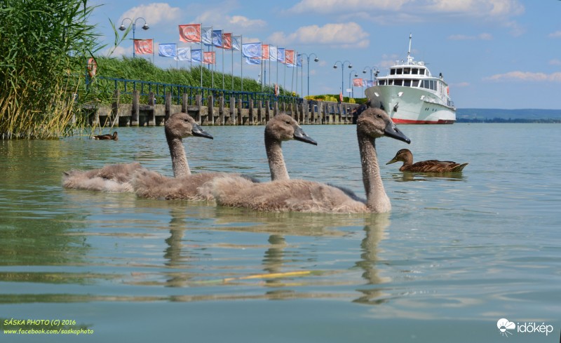 Badacsony kikötője