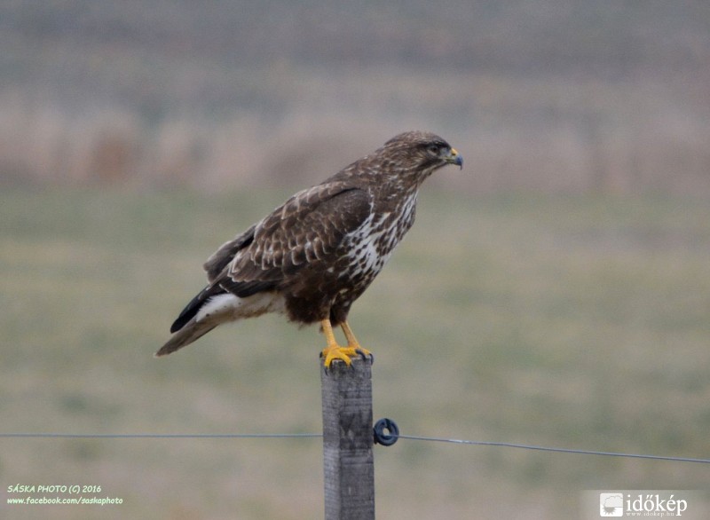Egerészölyv figyelőállásban