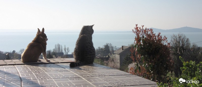 Panoráma