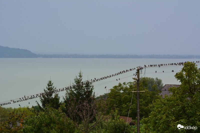 Seregélyek gyűjtik az energiát :-)