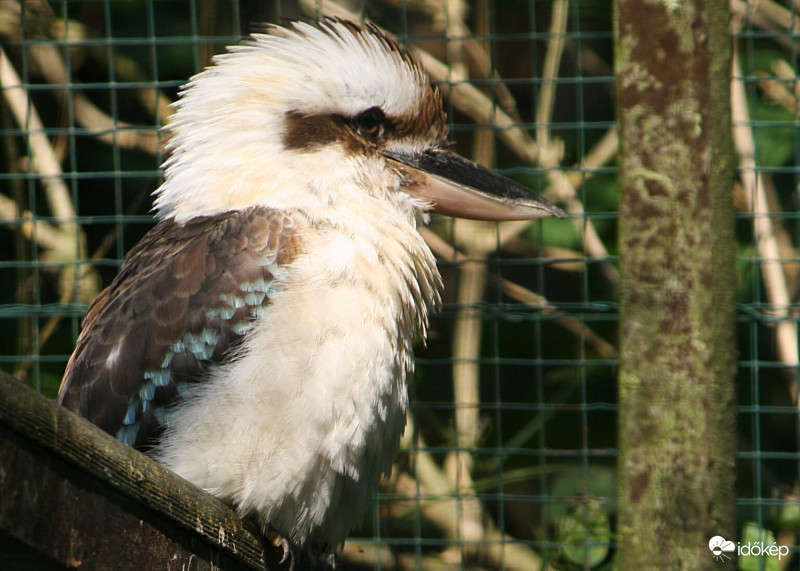 Kookaburra