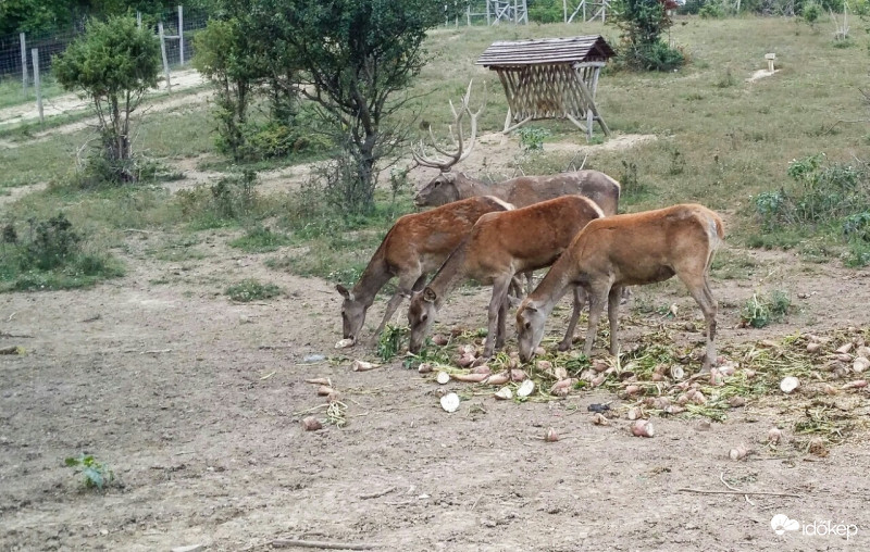 Beparkolók és a parkolóőr