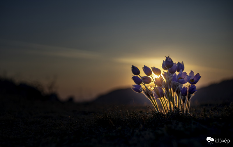 Leánykökörcsin - Pulsatilla grandis