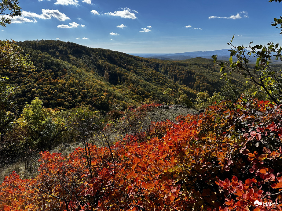 Cserszömörce a Bükkben