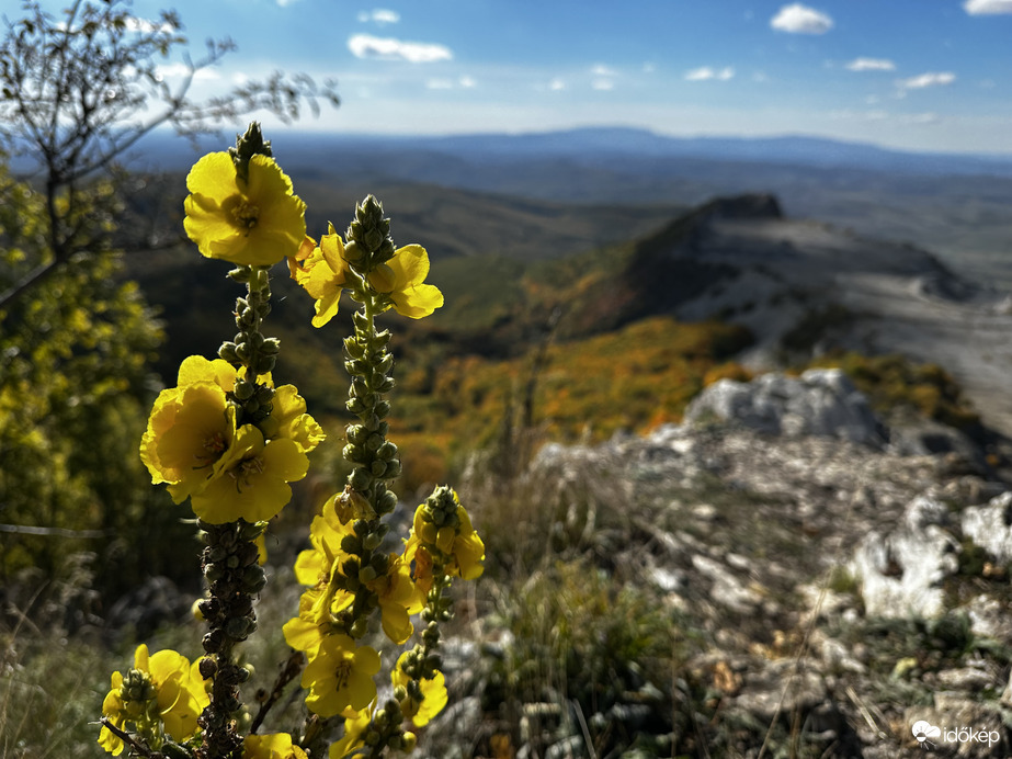 Ökörfarkkóró októberi hattyúdala