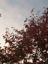 Budapest XVI.ker - Mátyásföld