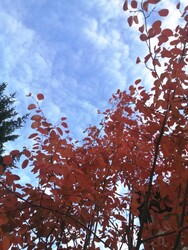 Budapest XVI.ker - Mátyásföld