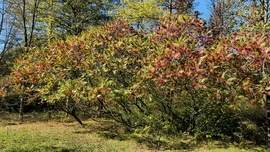 Kecskemét arborétum