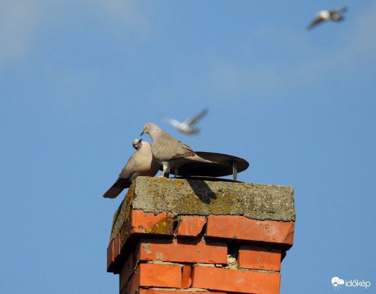 Adj egy csokot tubicám!