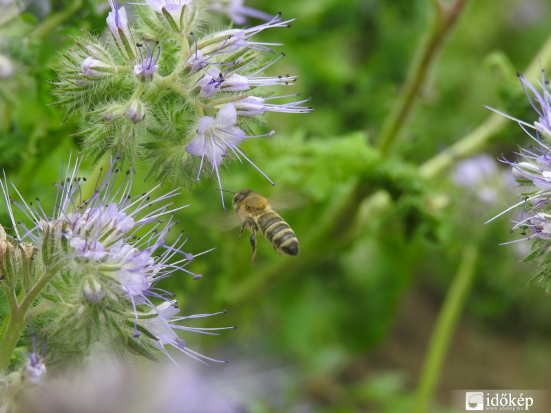 Facélia - Mézontófű
