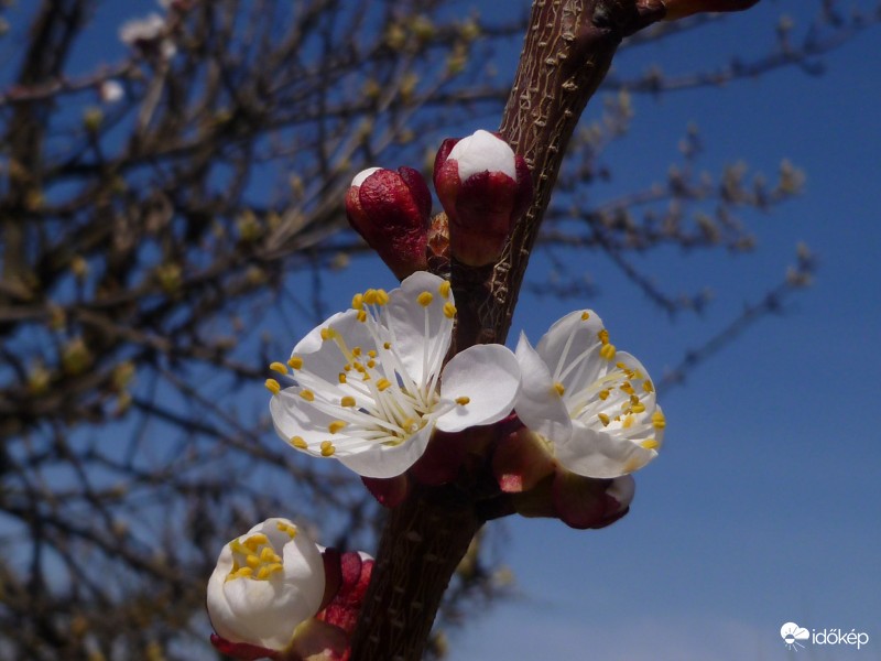 Sárgabarack virágzás