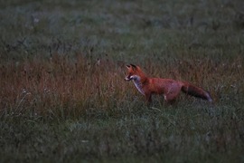 Esti portyázáson a kis vörös 