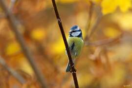 Kékcinege az évszakhoz öltözve