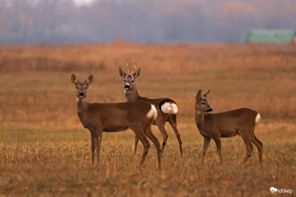 Őzcsalád az őszi mezőn