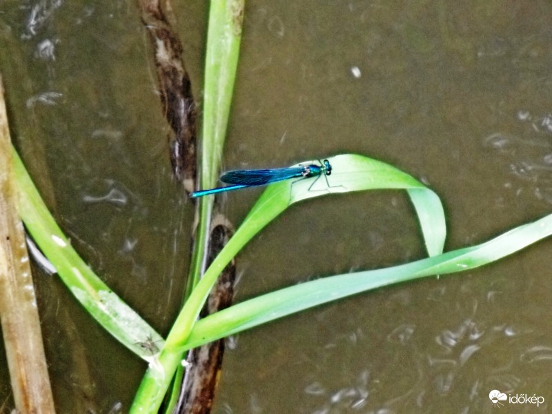Calopteryx virgo