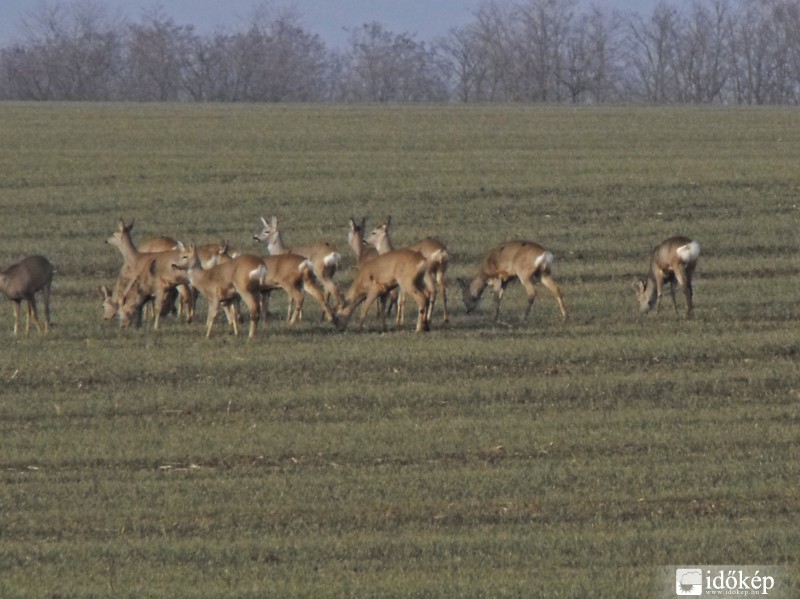 Ebéd a napsütésben