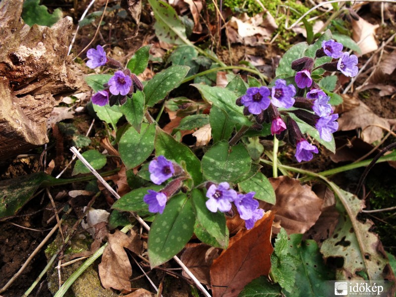 Pilisszentlélek mellett 1.