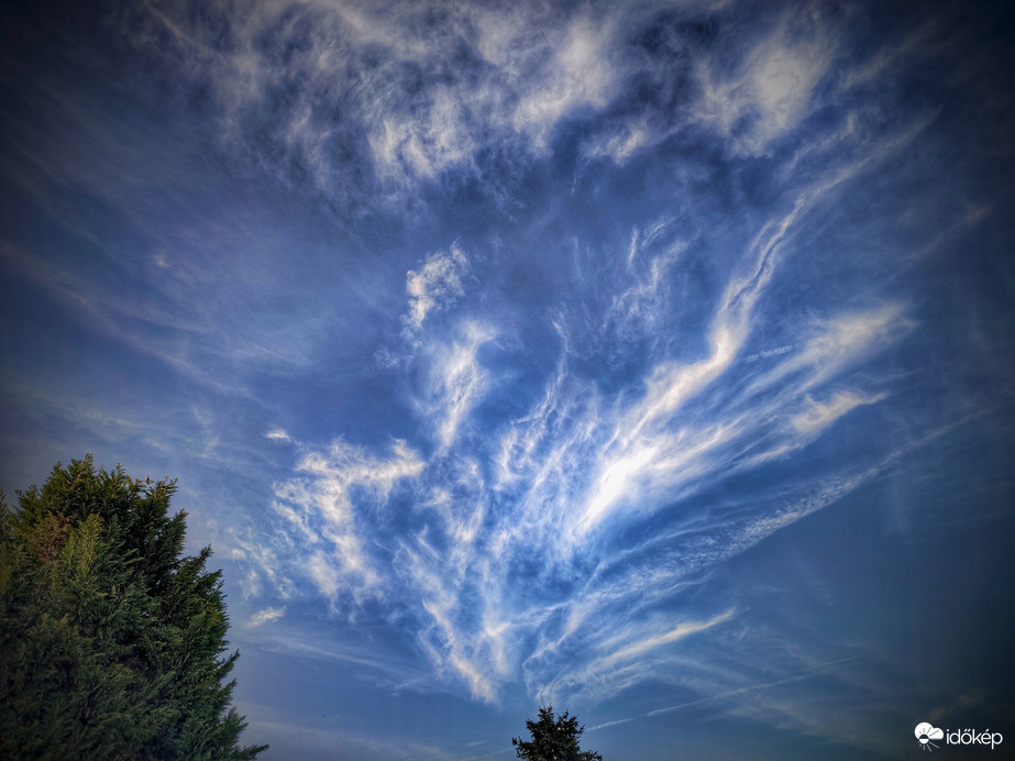 Egy fenyves gondolata