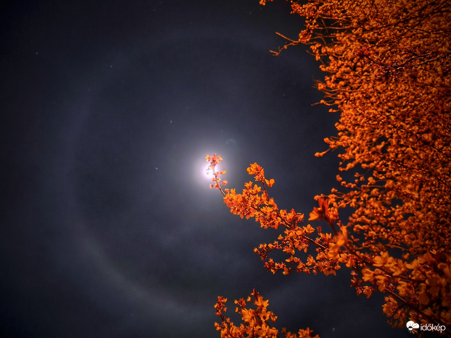 Holdhalót megérintő vérszilva ága