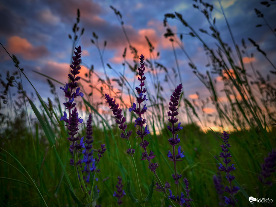 Itt van a mezei zsályák ideje is