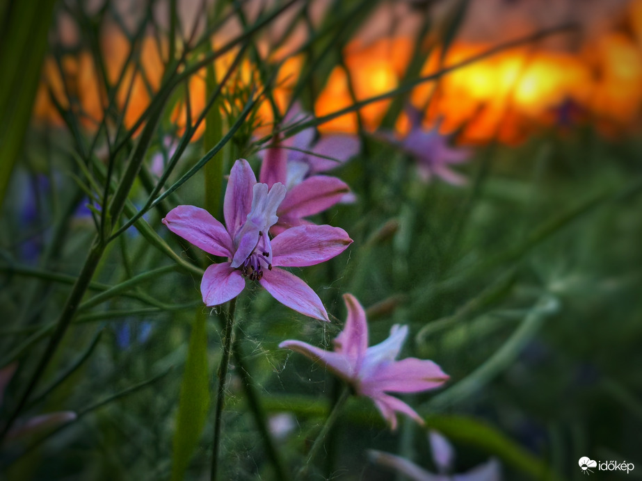 Rózsaszín szarkalábak a naplementében