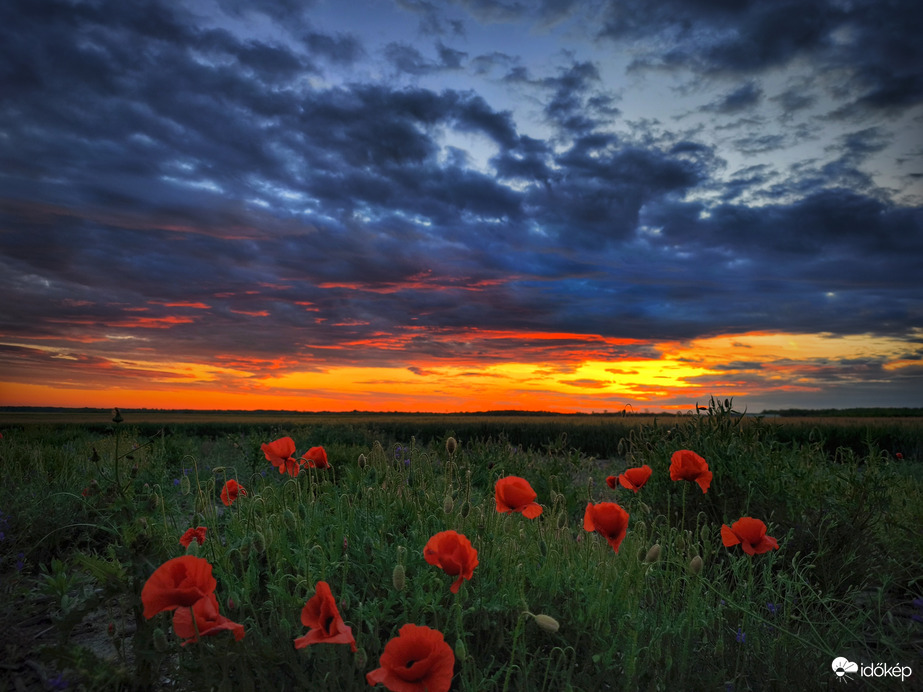 Naplemente pillanata pipacsok társaságában