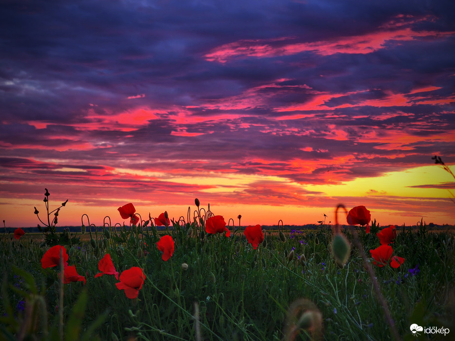 Tündöklő ég alja pipacsokkal