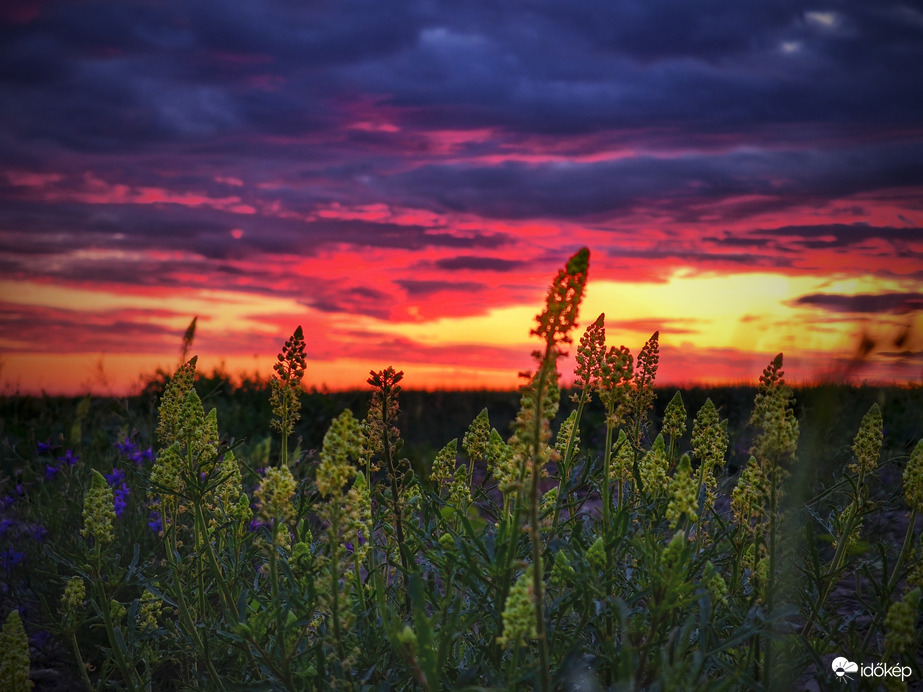 Naplemente vadrezedákkal