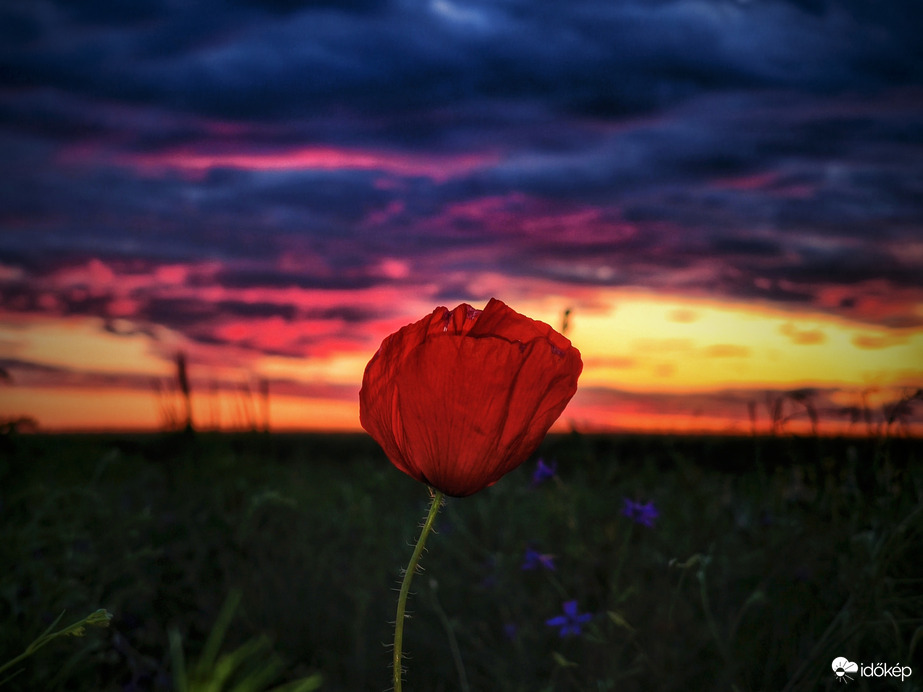 Minden jó, ha pipaccsal végződik