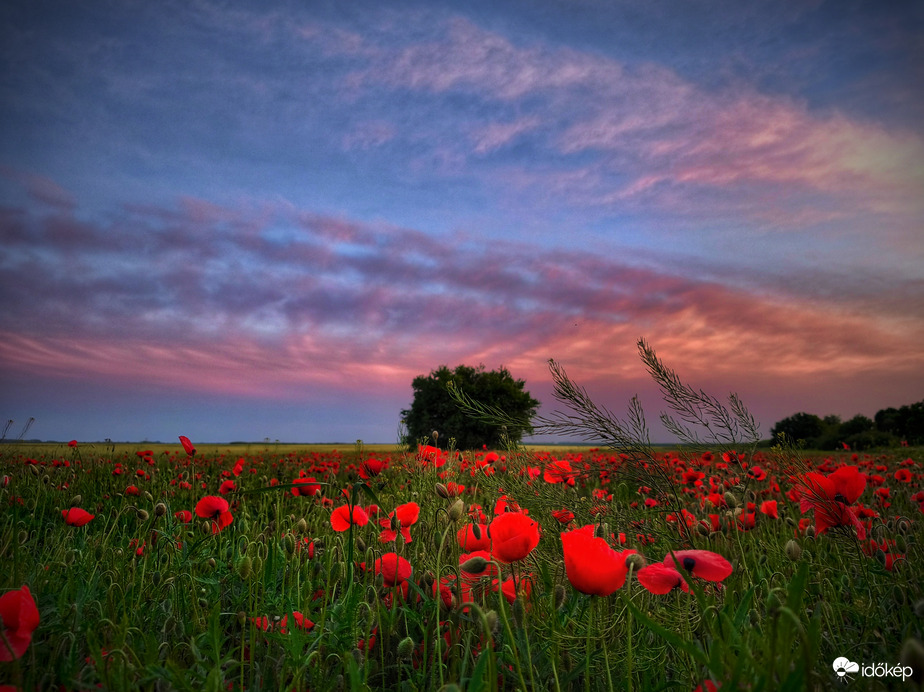 Naplemente a pipacsos föld szélén